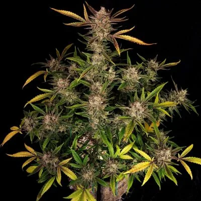 FAST_BUDS_ZTRAWBERRIEZ_AUTO_FLOWER_1_LUSCIOUS_GENETICS