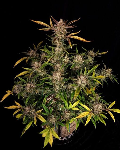 FAST_BUDS_ZTRAWBERRIEZ_AUTO_FLOWER_1_LUSCIOUS_GENETICS