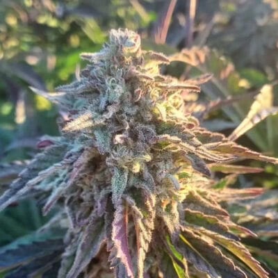 HAPPY_DREAMS_GENETICS_CANDIED_GRAPEFRUIT_FLOWER_1_LUSCIOUS_GENETICS
