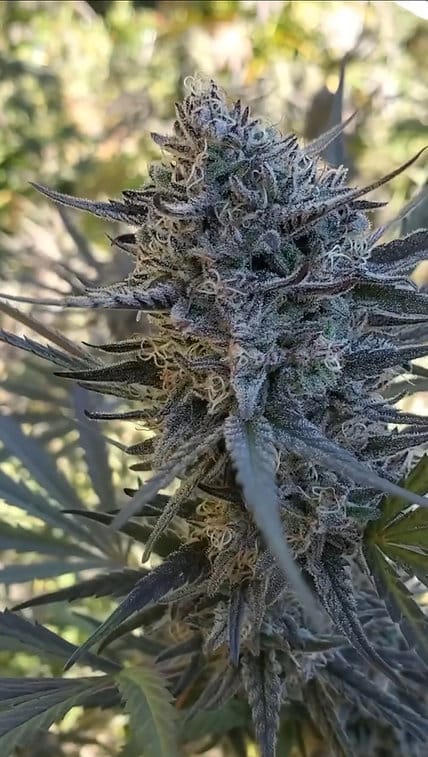 HAPPY_DREAMS_GENETICS_CANDIED_GRAPEFRUIT_FLOWER_2_LUSCIOUS_GENETICS