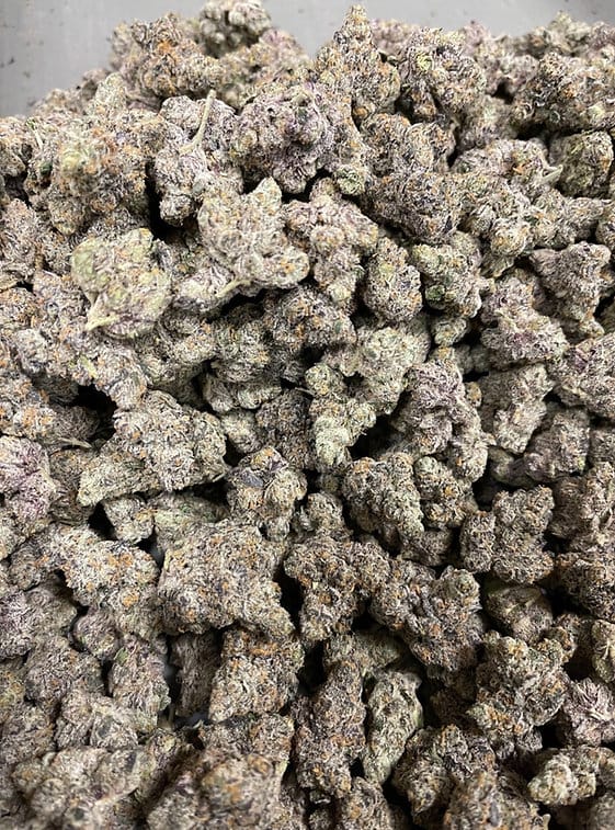 HAPPY_DREAMS_GENETICS_CANDIED_GRAPEFRUIT_FLOWER_3_LUSCIOUS_GENETICS