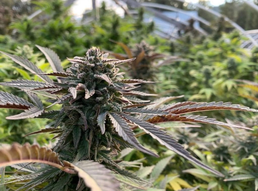 HAPPY_DREAMS_GENETICS_CANDIED_GRAPEFRUIT_FLOWER_4_LUSCIOUS_GENETICS