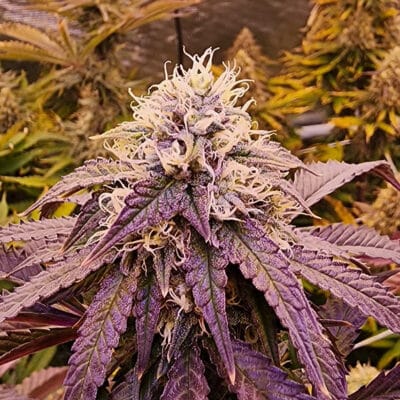 HAPPY_DREAMS_GENETICS_CHERRILLICIOUS_FLOWER_4_LUCSIOUS_GENETICS