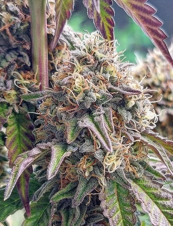 HAPPY_DREAMS_GENETICS_CHERRY_GAS_FLOWER_1_LUSCIOUS_GENETICS