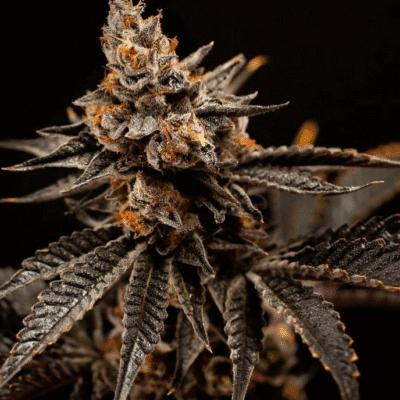 HAPPY_DREAMS_GENETICS_CHERRY_GAS_FLOWER_2_LUSCIOUS_GENETICS