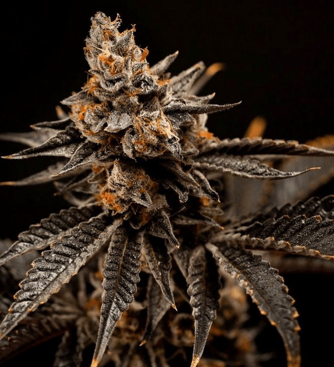 HAPPY_DREAMS_GENETICS_CHERRY_GAS_FLOWER_2_LUSCIOUS_GENETICS