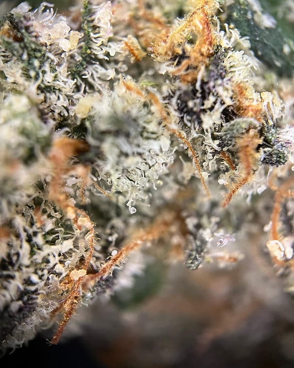 HAPPY_DREAMS_GENETICS_CHERRY_GAS_FLOWER_4_LUSCIOUS_GENETICS