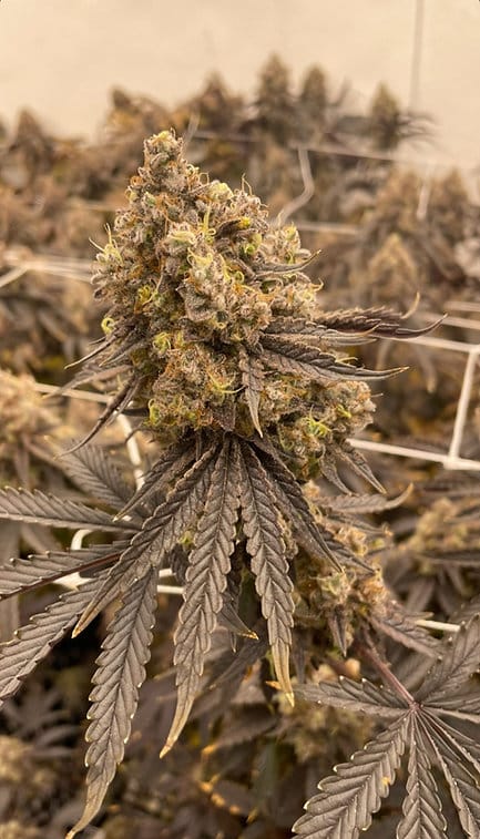 HAPPY_DREAMS_GENETICS_CHERRY_GAS_FLOWER_5_LUSCIOUS_GENETICS