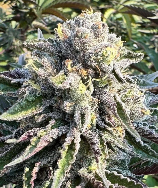 HAPPY_DREAMS_GENETICS_GRAPELLICIOUS_FLOWER_1_LUSCIOUS_GENETICS