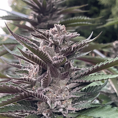 HAPPY_DREAMS_GENETICS_GRAPELLICIOUS_FLOWER_2_LUSCIOUS_GENETICS