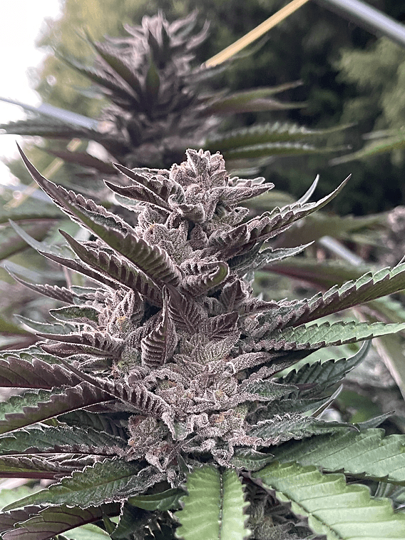 HAPPY_DREAMS_GENETICS_GRAPELLICIOUS_FLOWER_2_LUSCIOUS_GENETICS