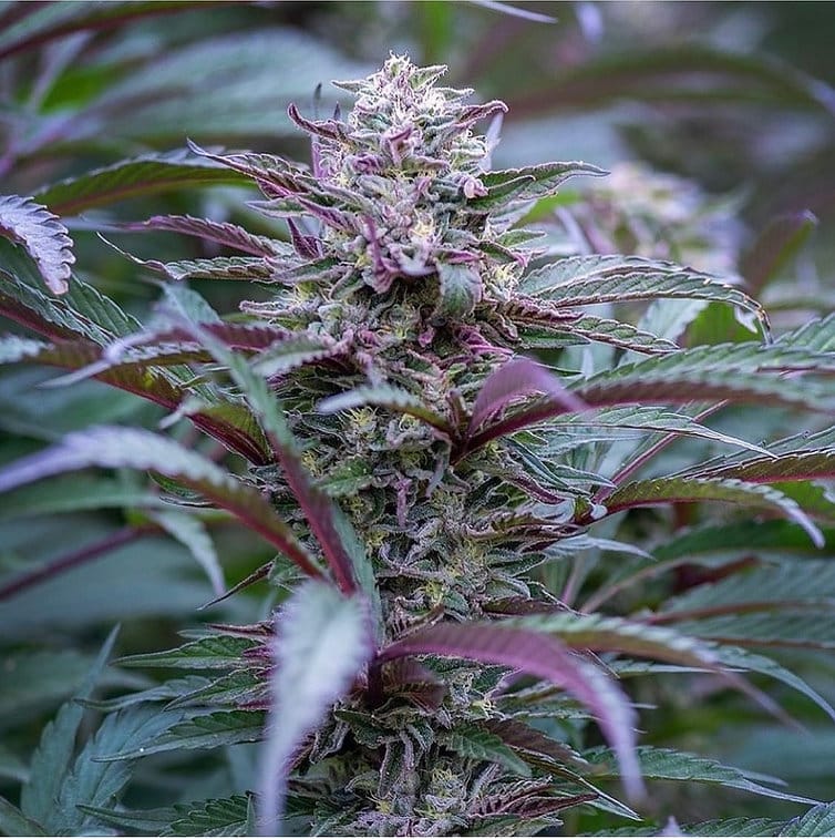 HAPPY_DREAMS_GENETICS_GRAPELLICIOUS_FLOWER_3_LUSCIOUS_GENETICS