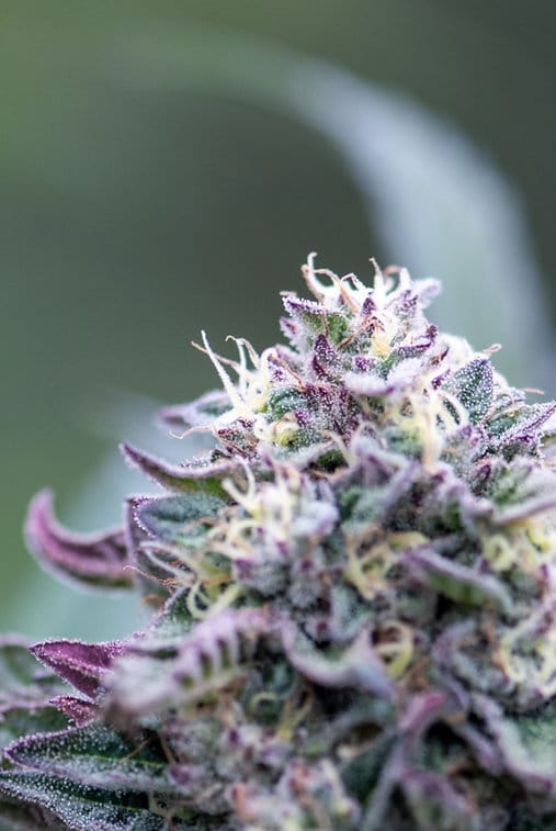 HAPPY_DREAMS_GENETICS_GRAPELLICIOUS_FLOWER_4_LUSCIOUS_GENETICS