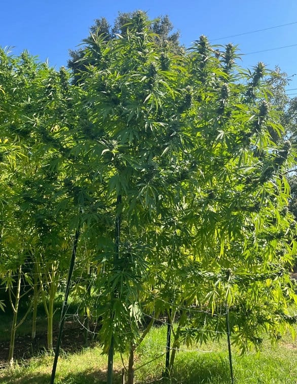 HAPPY_DREAMS_GENETICS_GRAPELLICIOUS_FLOWER_5_LUSCIOUS_GENETICS