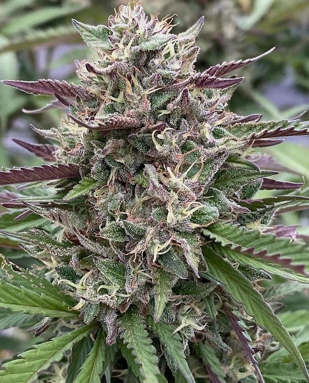 HAPPY_DREAMS_GENETICS_GRAPELLICIOUS_FLOWER_6_LUSCIOUS_GENETICS