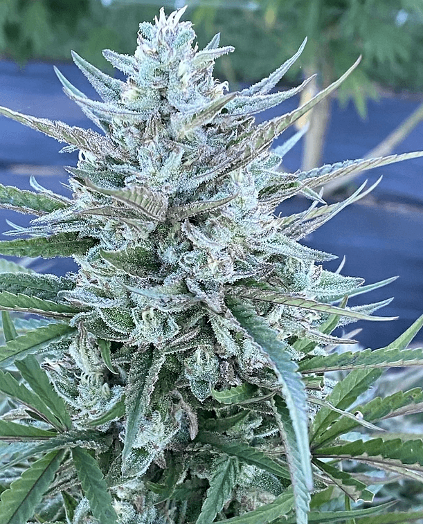 HAPPY_DREAMS_GENETICS_GRAPELLICIOUS_FLOWER_7_LUSCIOUS_GENETICS