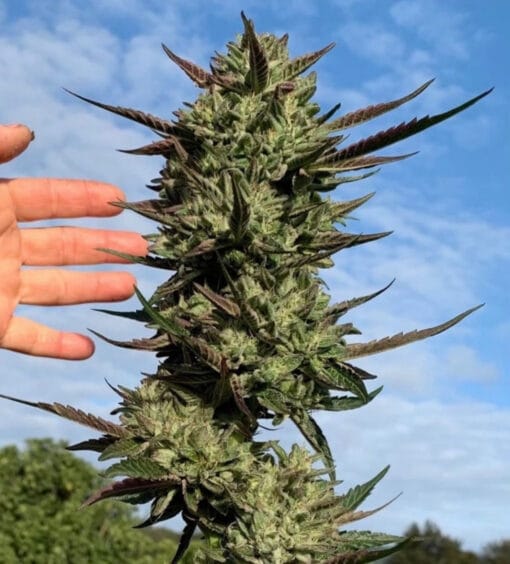 HAPPY_DREAMS_GENETICS_HI-OCTANE_OG_FLOWER_1_LUSCIOUS_GENETICS