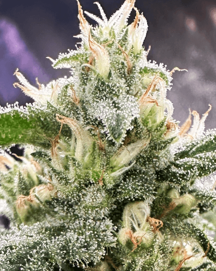 HAPPY_DREAMS_GENETICS_HONEY_BANANAS_S1_FLOWER_1_LUSCIOUS_GENETICS