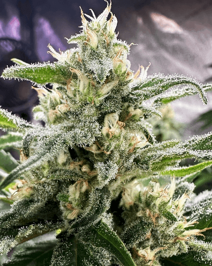 HAPPY_DREAMS_GENETICS_HONEY_BANANAS_S1_FLOWER_2_LUSCIOUS_GENETICS