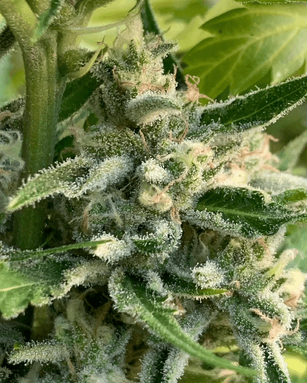 HAPPY_DREAMS_GENETICS_HONEY_BANANAS_S1_FLOWER_3_LUSCIOUS_GENETICS