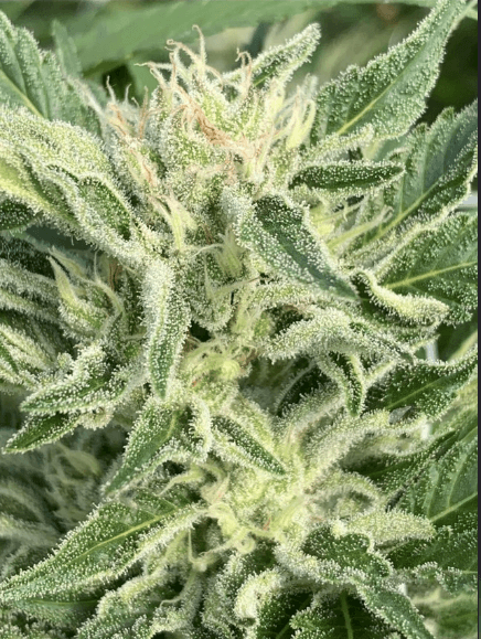 HAPPY_DREAMS_GENETICS_HONEY_BANANAS_S1_FLOWER_4_LUSCIOUS_GENETICS