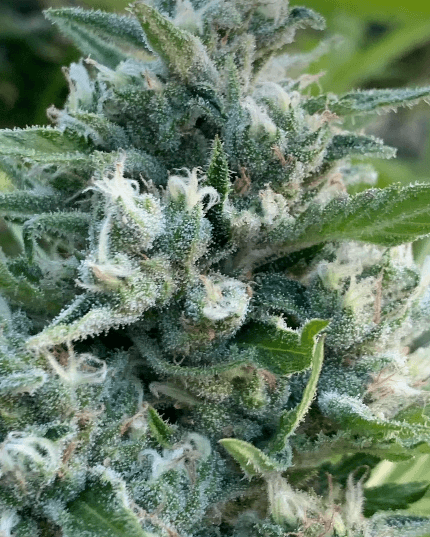 HAPPY_DREAMS_GENETICS_HONEY_BANANAS_S1_FLOWER_5_LUSCIOUS_GENETICS
