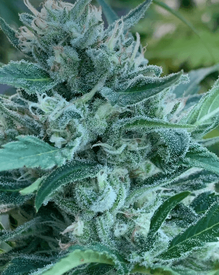 HAPPY_DREAMS_GENETICS_HONEY_BANANAS_S1_FLOWER_6_LUSCIOUS_GENETICS