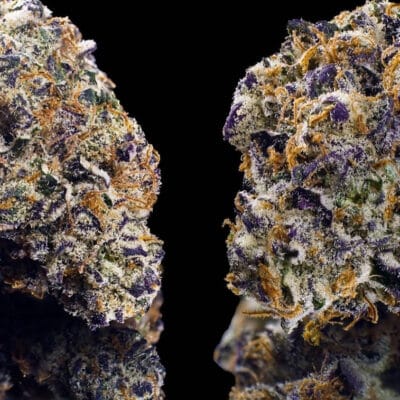 HAPPY_DREAMS_GENETICS_KEY_LIME_JACK_FLOWER_1_LUSCIOUS_GENETICS