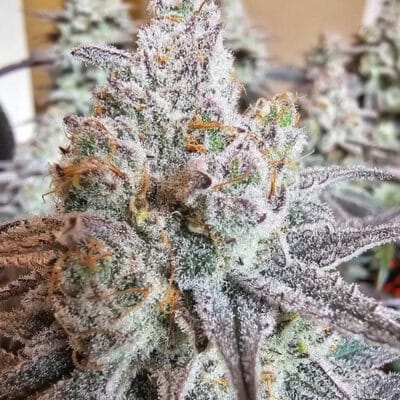 HAPPY_DREAMS_GENETICS_MIRACLE_GRAPEFRUIT_FLOWER_1_LUSCIOUS_GENETICS