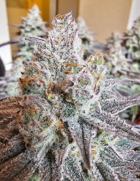 HAPPY_DREAMS_GENETICS_MIRACLE_GRAPEFRUIT_FLOWER_1_LUSCIOUS_GENETICS