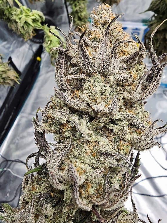 HAPPY_DREAMS_GENETICS_MIRACLE_GRAPEFRUIT_FLOWER_2_LUSCIOUS_GENETICS