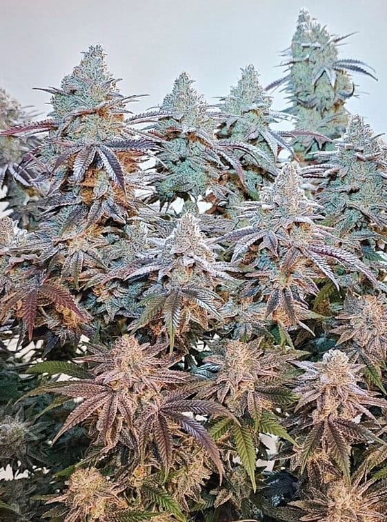 HAPPY_DREAMS_GENETICS_MIRACLE_GRAPEFRUIT_FLOWER_3_LUSCIOUS_GENETICS