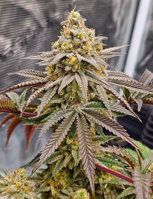 HAPPY_DREAMS_GENETICS_MIRACLE_GRAPEFRUIT_FLOWER_4_LUSCIOUS_GENETICS