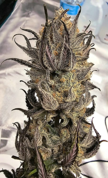 HAPPY_DREAMS_GENETICS_MIRACLE_GRAPEFRUIT_FLOWER_5_LUSCIOUS_GENETICS