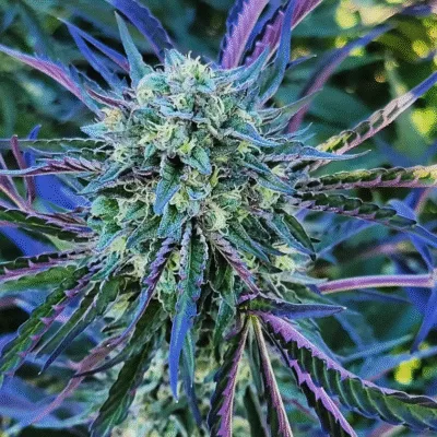 HAPPY_DREAMS_GENETICS_MIRACLE_MIMOSA_FLOWER_1_LUSCIOUS_GENETICS