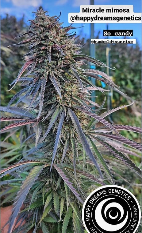 HAPPY_DREAMS_GENETICS_MIRACLE_MIMOSA_FLOWER_2_LUSCIOUS_GENETICS