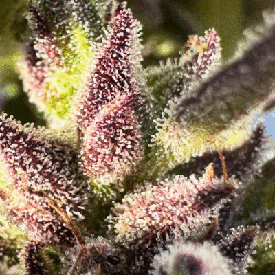 HAPPY_DREAMS_GENETICS_SOUR_BANANA_LIME_FLOWER_1_LUSCIOUS_GENETICS