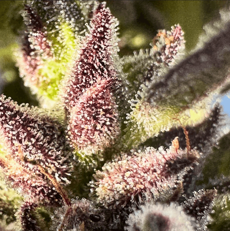HAPPY_DREAMS_GENETICS_SOUR_BANANA_LIME_FLOWER_1_LUSCIOUS_GENETICS