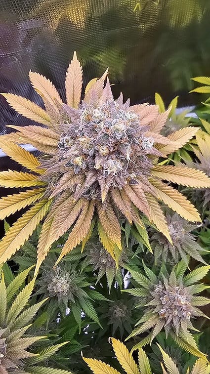 HAPPY_DREAMS_GENETICS_SOUR_LEMON_MAC_FLOWER_1_LUSCIOUS_GENETICS