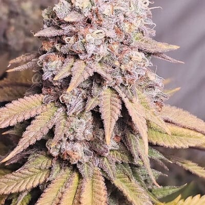 HAPPY_DREAMS_GENETICS_SOUR_LEMON_MAC_FLOWER_2_LUSCIOUS_GENETICS