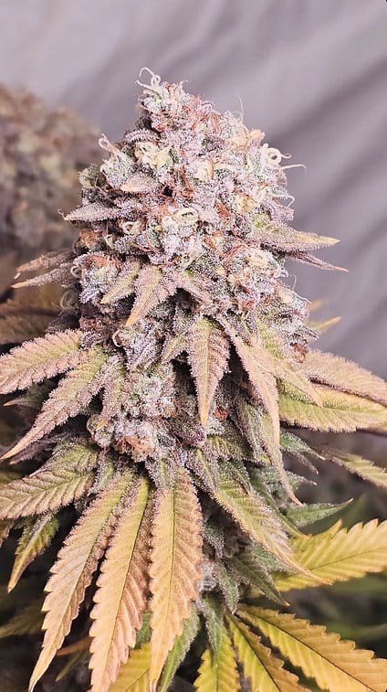 HAPPY_DREAMS_GENETICS_SOUR_LEMON_MAC_FLOWER_2_LUSCIOUS_GENETICS