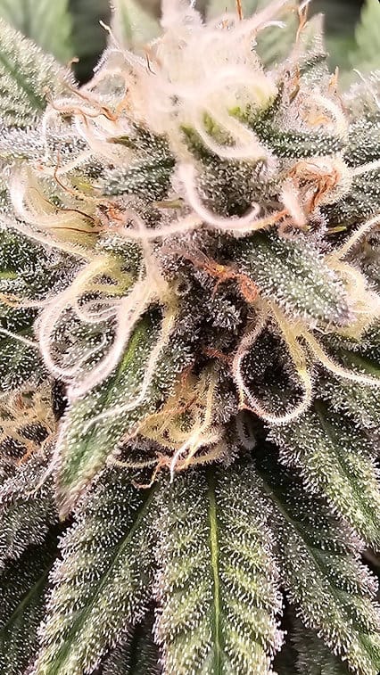 HAPPY_DREAMS_GENETICS_SOUR_LEMON_MAC_FLOWER_4_LUSCIOUS_GENETICS