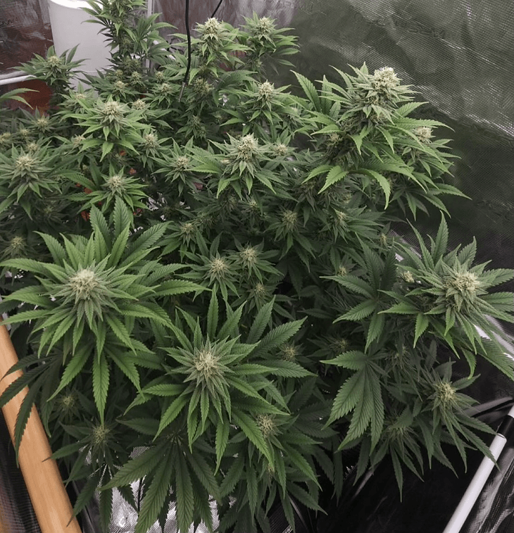 HAPPY_DREAMS_GENETICS_SOUR_LEMON_MAC_FLOWER_5_LUSCIOUS_GENETICS