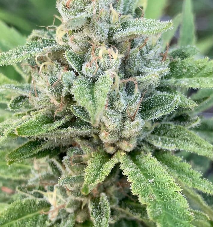 HAPPY_DREAMS_GENETICS_SOUR_LEMON_MAC_FLOWER_6_LUSCIOUS_GENETICS