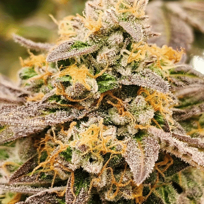HAPPY_DREAMS_GENETICS_SOUR_LIME_SHERBERT_FLOWER_1_LUSCIOUS_GENETICS