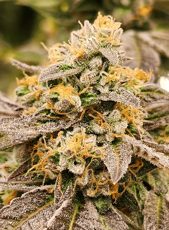 HAPPY_DREAMS_GENETICS_SOUR_LIME_SHERBERT_FLOWER_1_LUSCIOUS_GENETICS