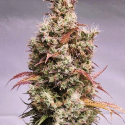 HAPPY_DREAMS_GENETICS_SOUR_LIME_TANGIE_FLOWER_1_LUSCIOUS_GENETICS