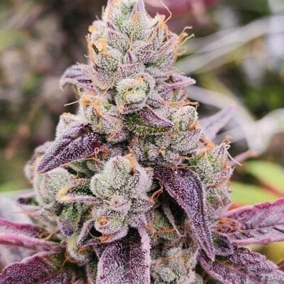 HAPPY_DREAMS_GENETICS_SOUR_LIME_TROPICANA_FLOWER_1_LUSCIOUS_GENETICS