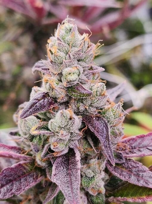 HAPPY_DREAMS_GENETICS_SOUR_LIME_TROPICANA_FLOWER_1_LUSCIOUS_GENETICS
