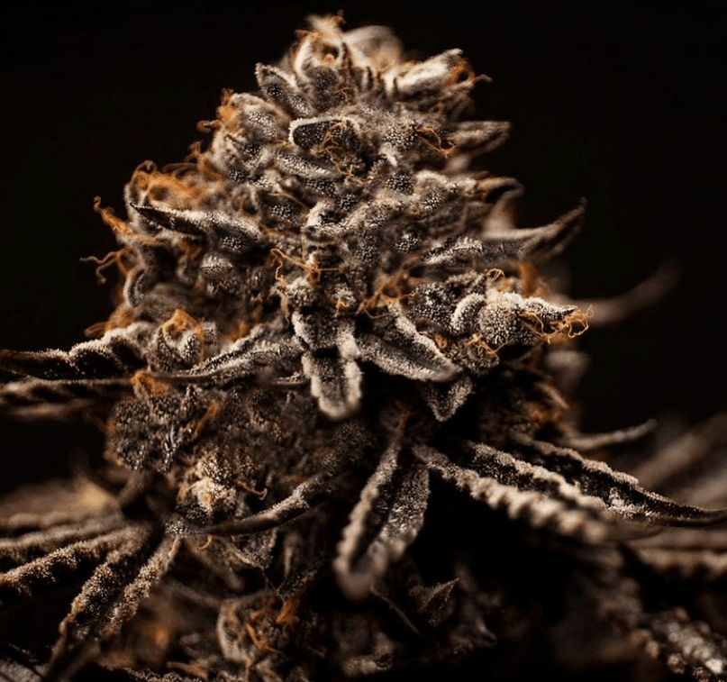 HAPPY_DREAMS_GENETICS_SUNSET_SHERBERT-X_FLOWER_1_LUSCIOUS_GENETICS